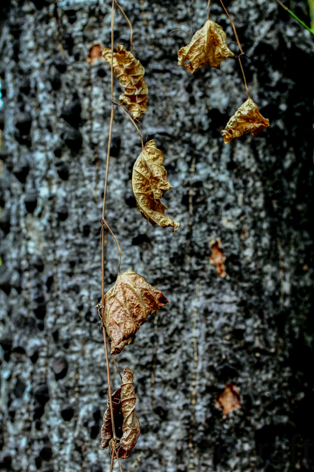 brown dried leaf on brown tree branch