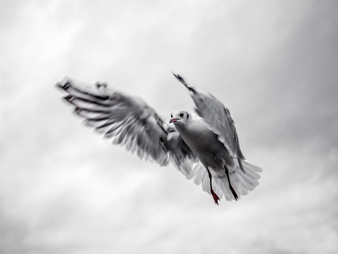 white and gray bird flying