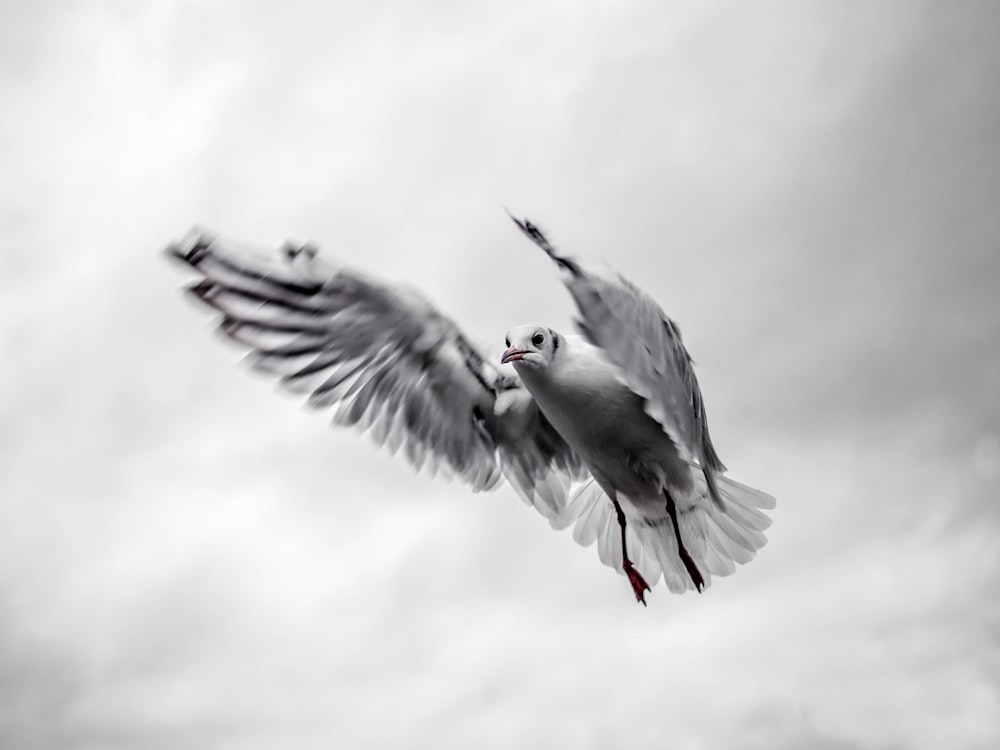pássaro branco e cinza voando