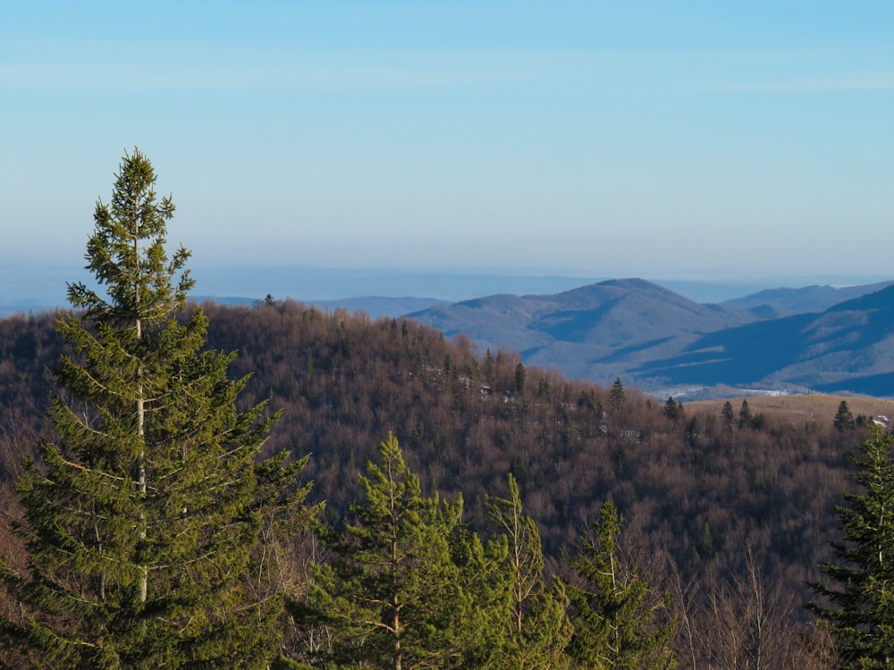 Grüne Bäume auf dem braunen Berg tagsüber