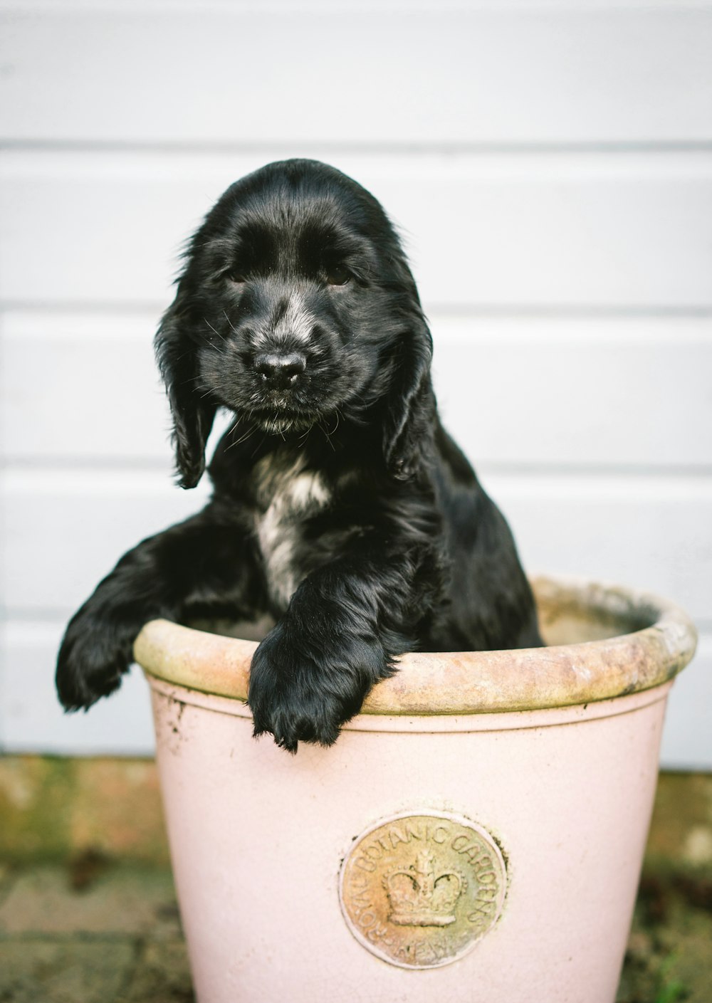 black and white short coated puppy in brown clay pot