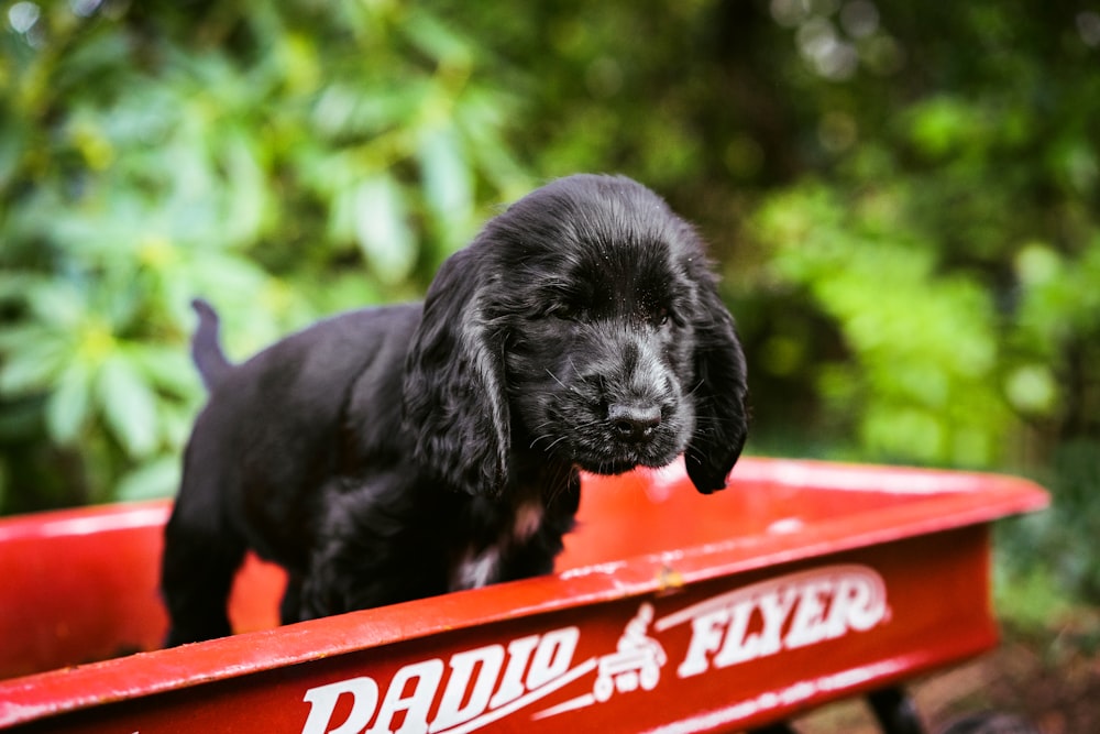 black and white short coated dog on red and white coca cola signage