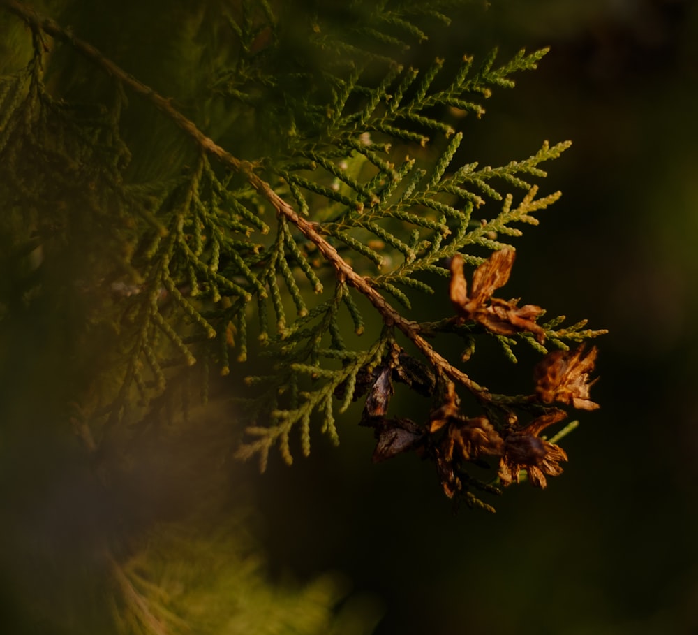 brown and green plant in close up photography