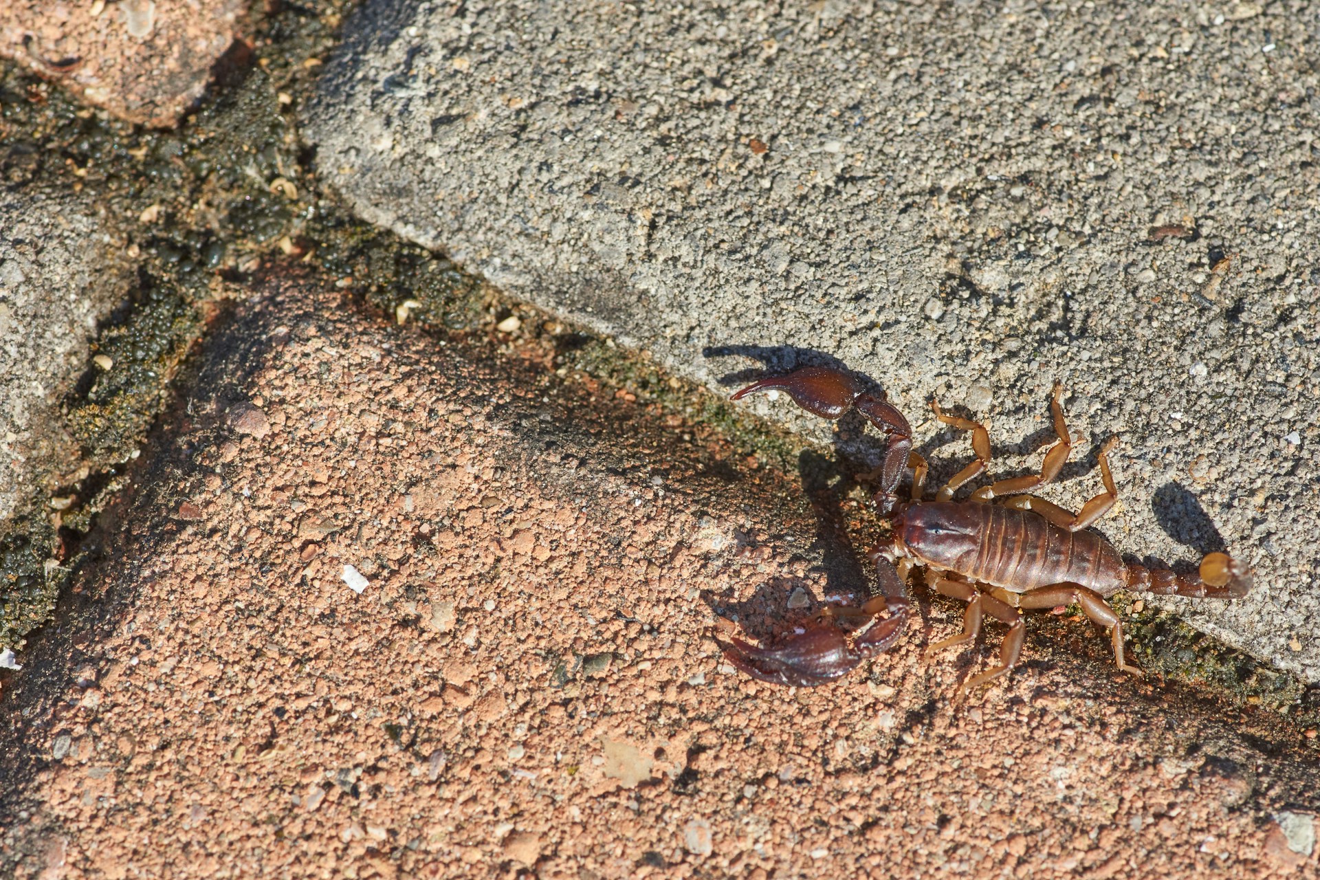 a scorpion crawling on the side of a road