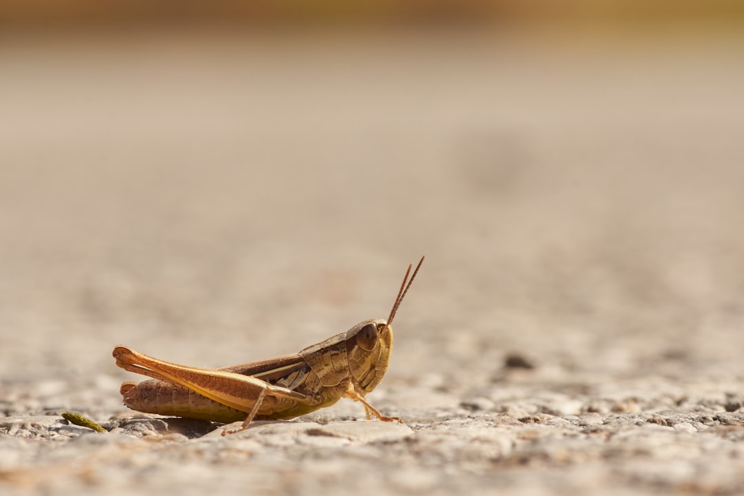 brown grasshopper on gray sand during daytime