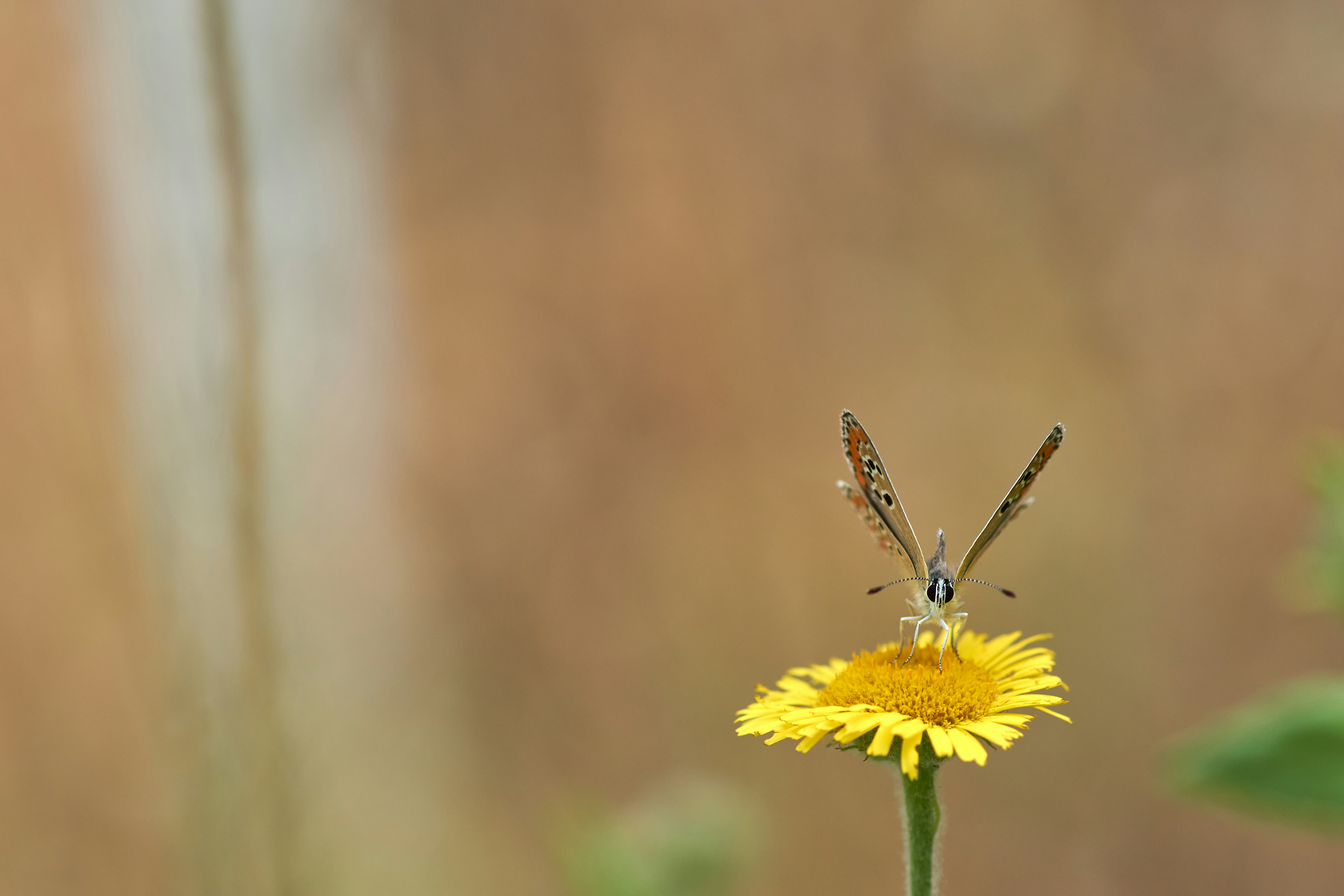 Photo by wolfgang_hasselmann