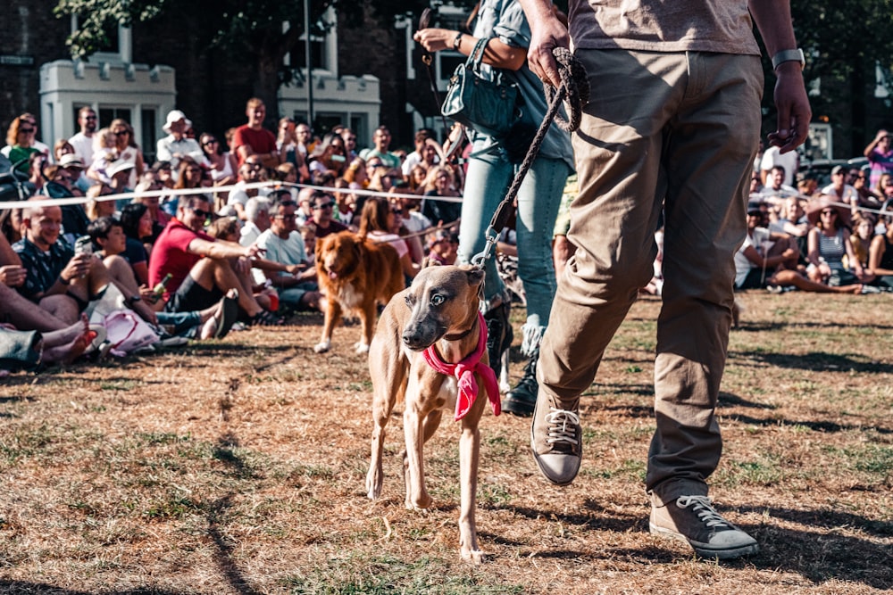 man in brown coat holding brown short coated dog during daytime