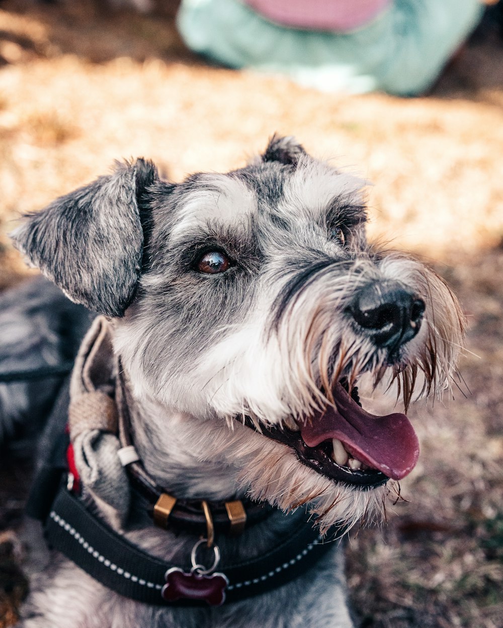 black and white miniature schnauzer