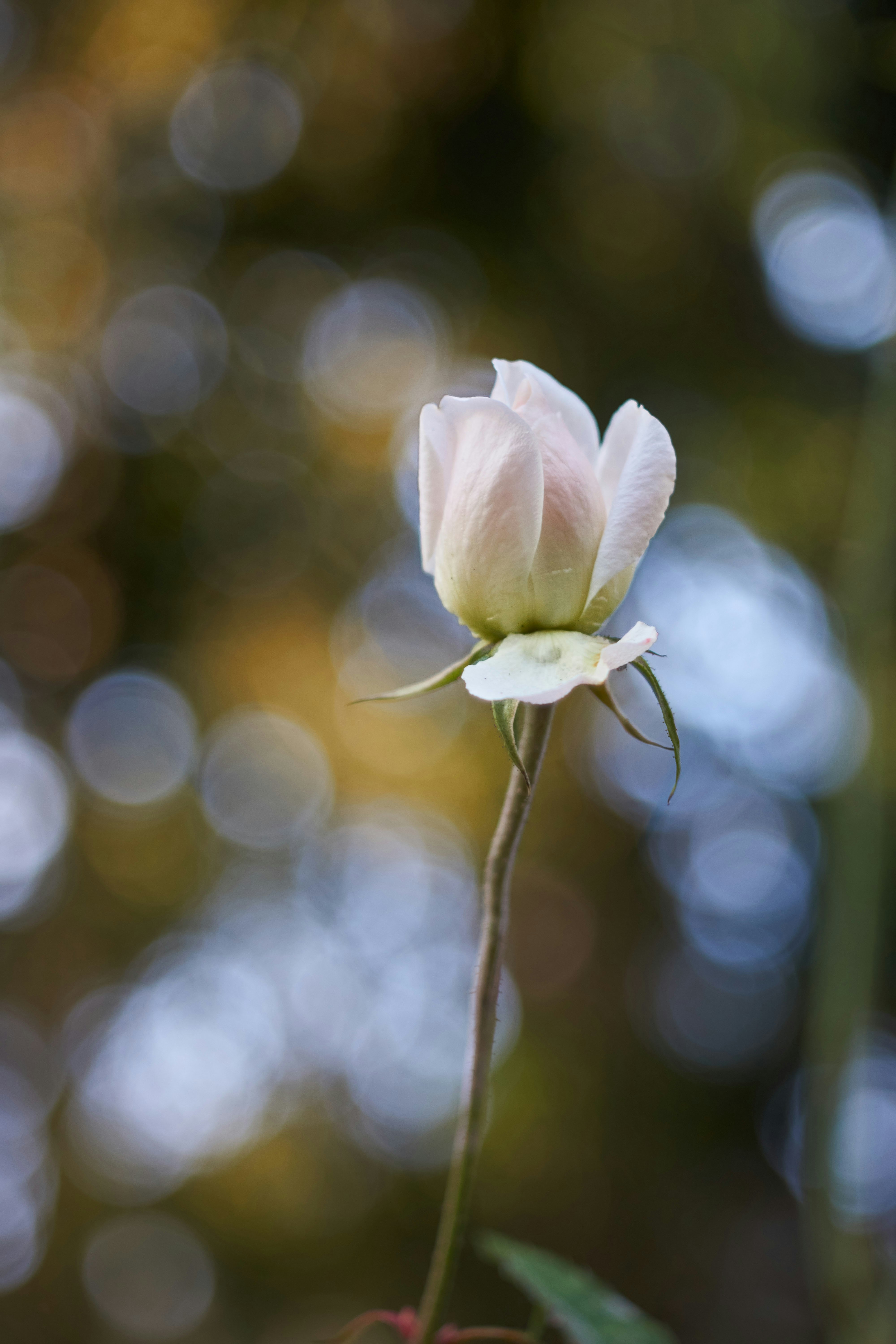 white flower in tilt shift lens