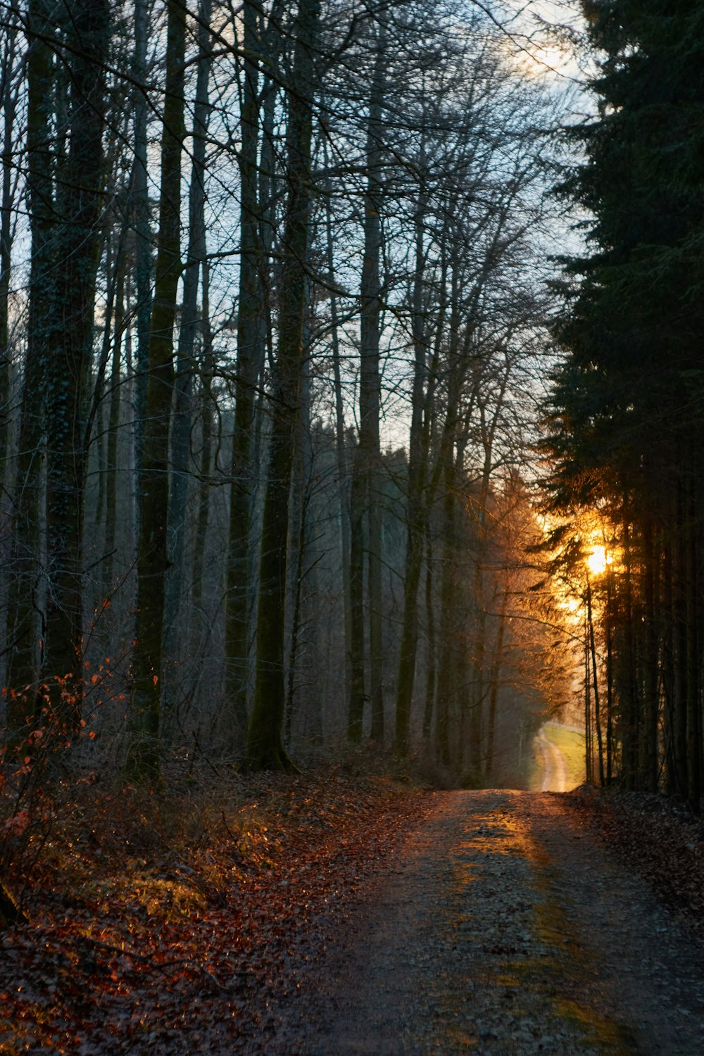 brown trees on forest during sunset