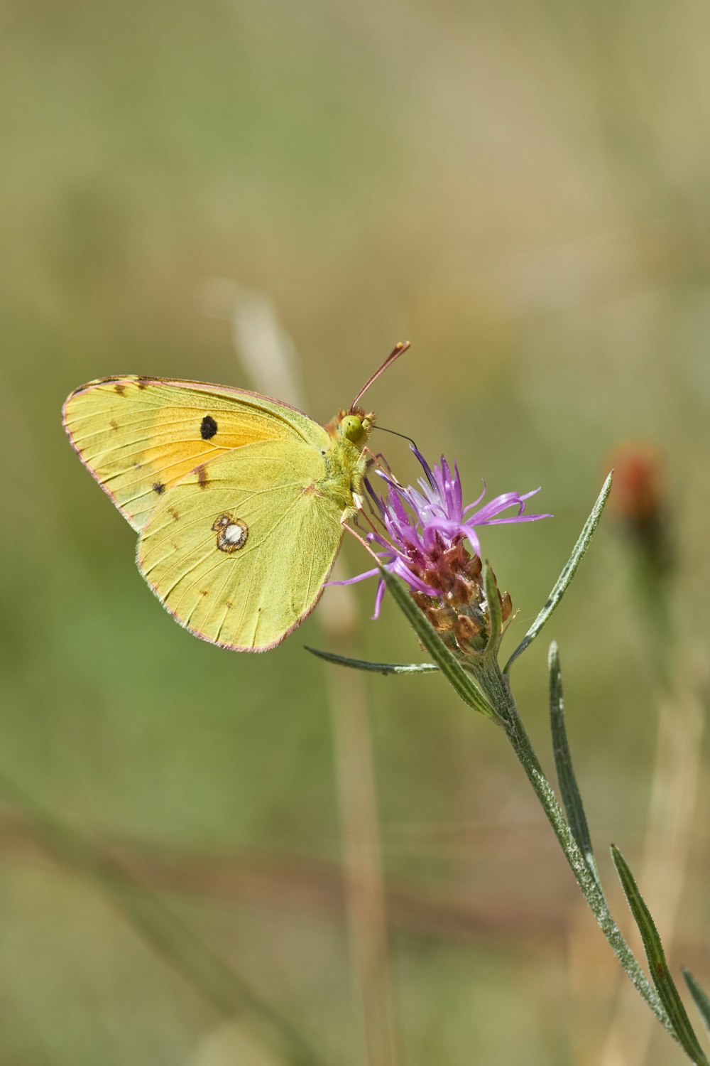 yellow butterfly perched on purple flower in close up photography during daytime