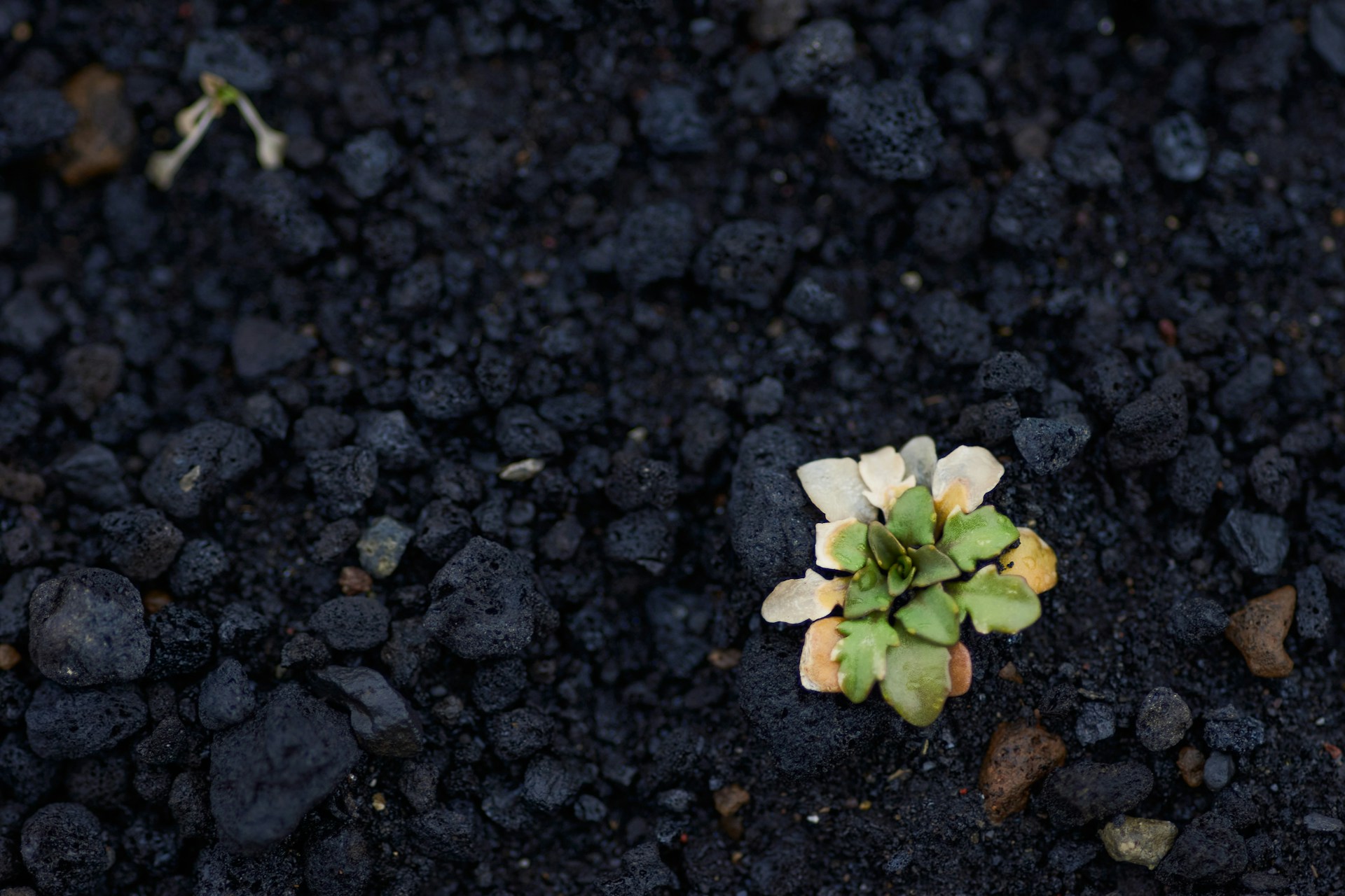 green plant on black soil