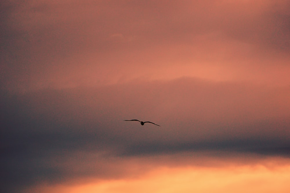 bird flying under cloudy sky during daytime