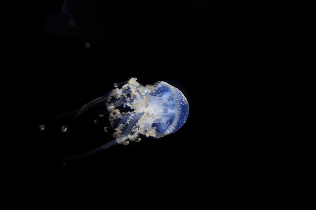 blue and white jellyfish in water