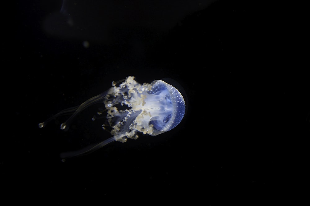 blue and white jellyfish in water