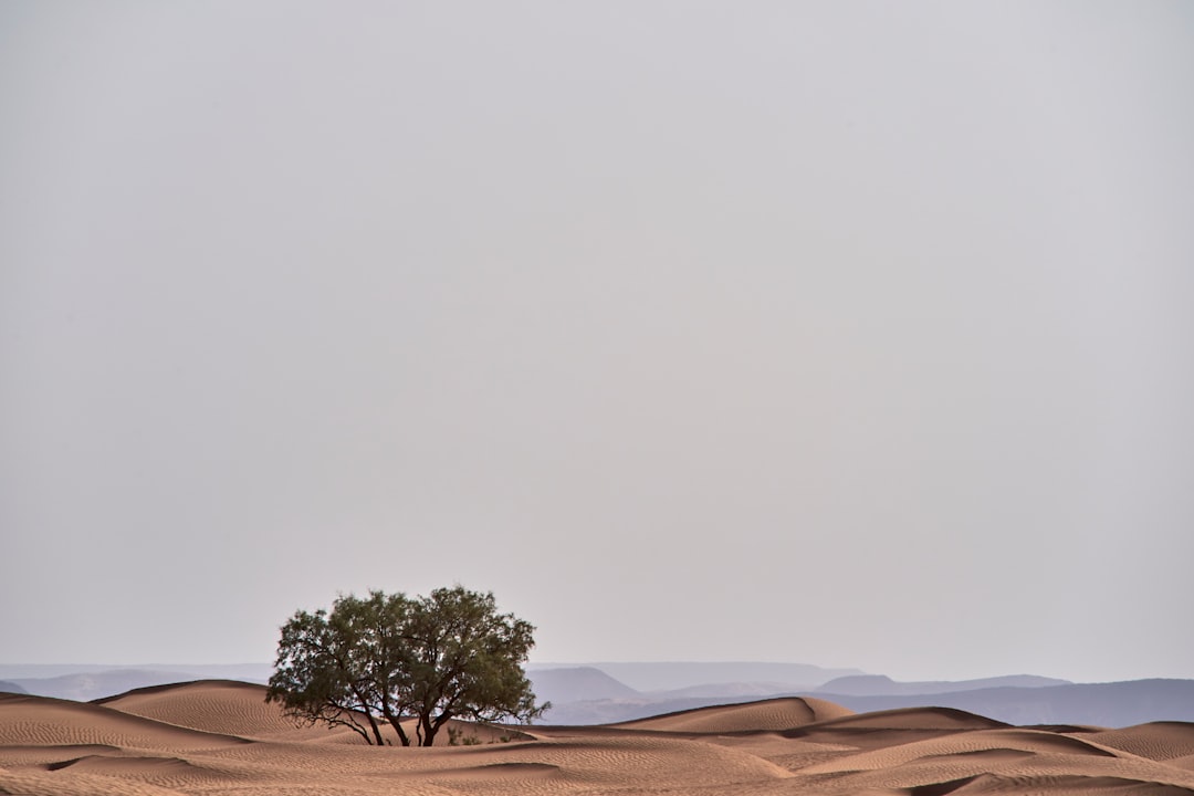 green tree in the middle of desert during daytime