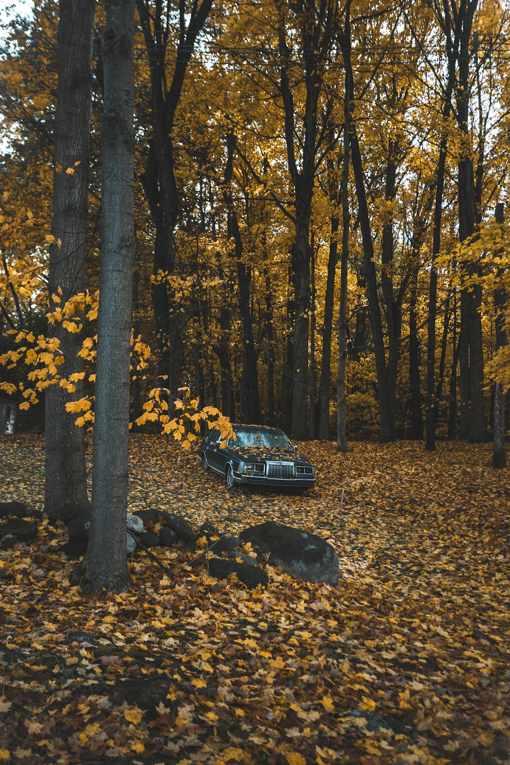 black car parked near brown tree during daytime