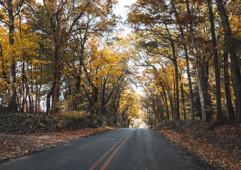 black asphalt road between brown trees during daytime