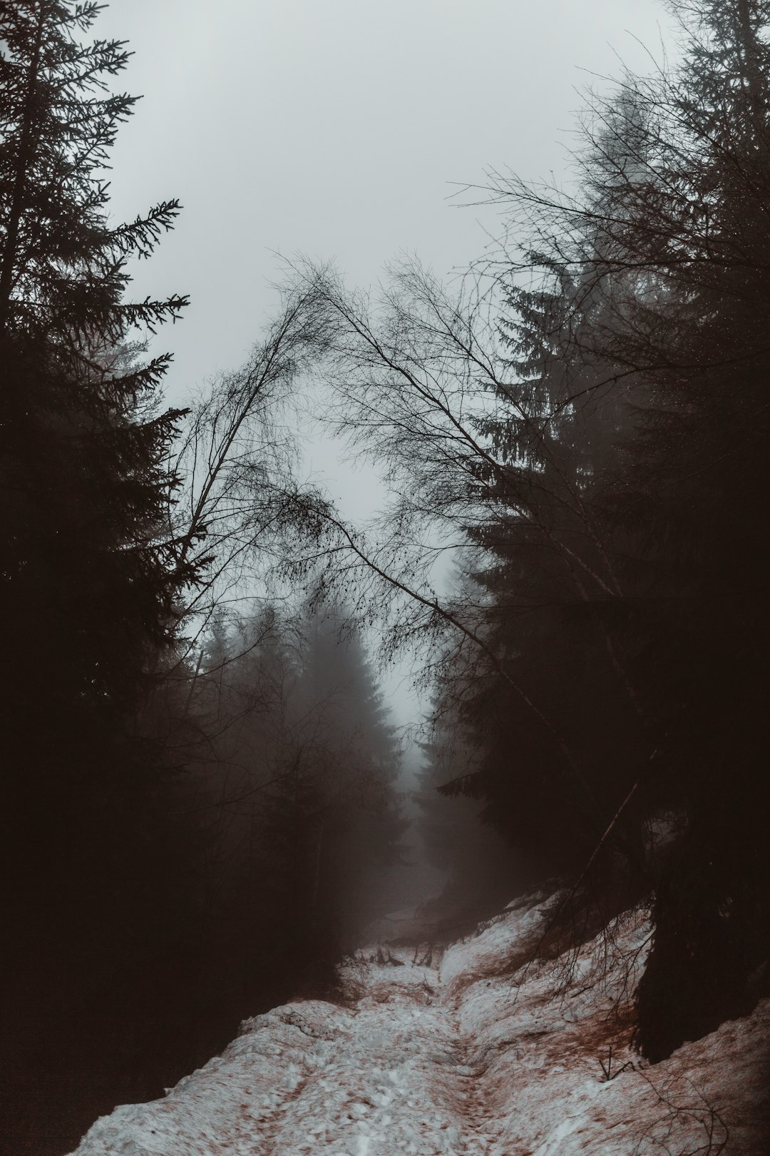 bare trees under white sky during daytime