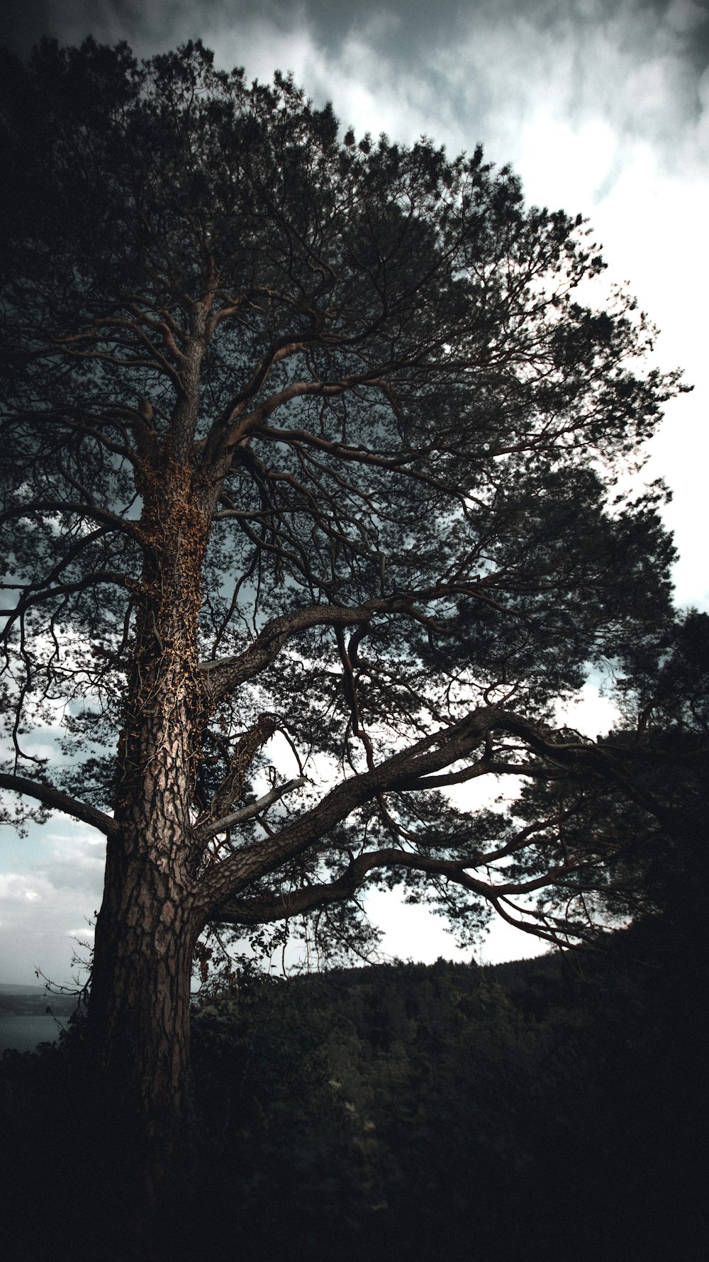 brown tree under white sky during daytime