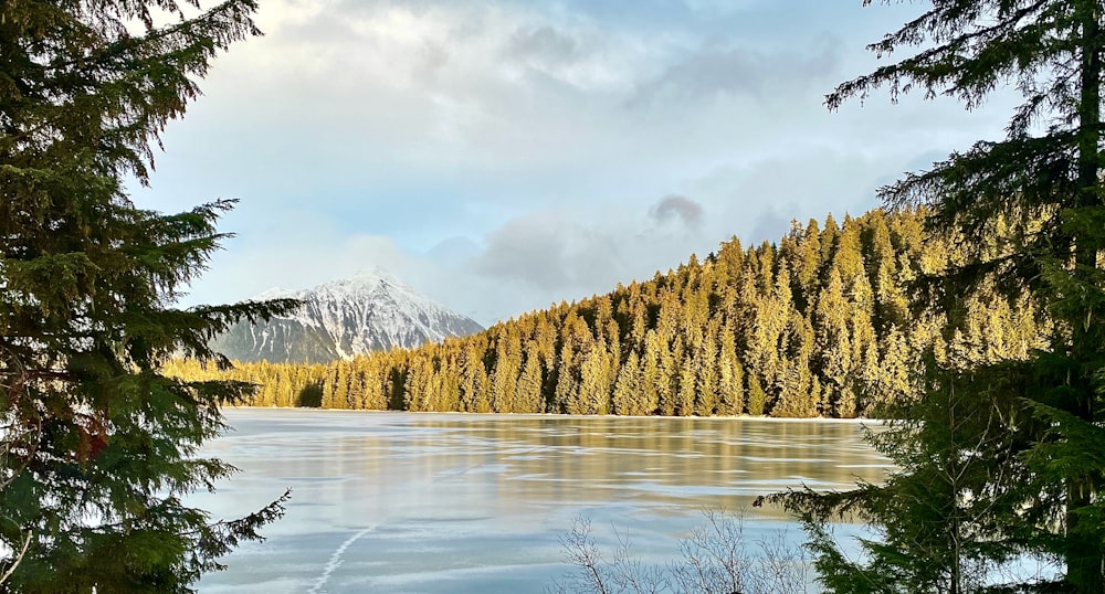 brown trees near lake and snow covered mountain during daytime