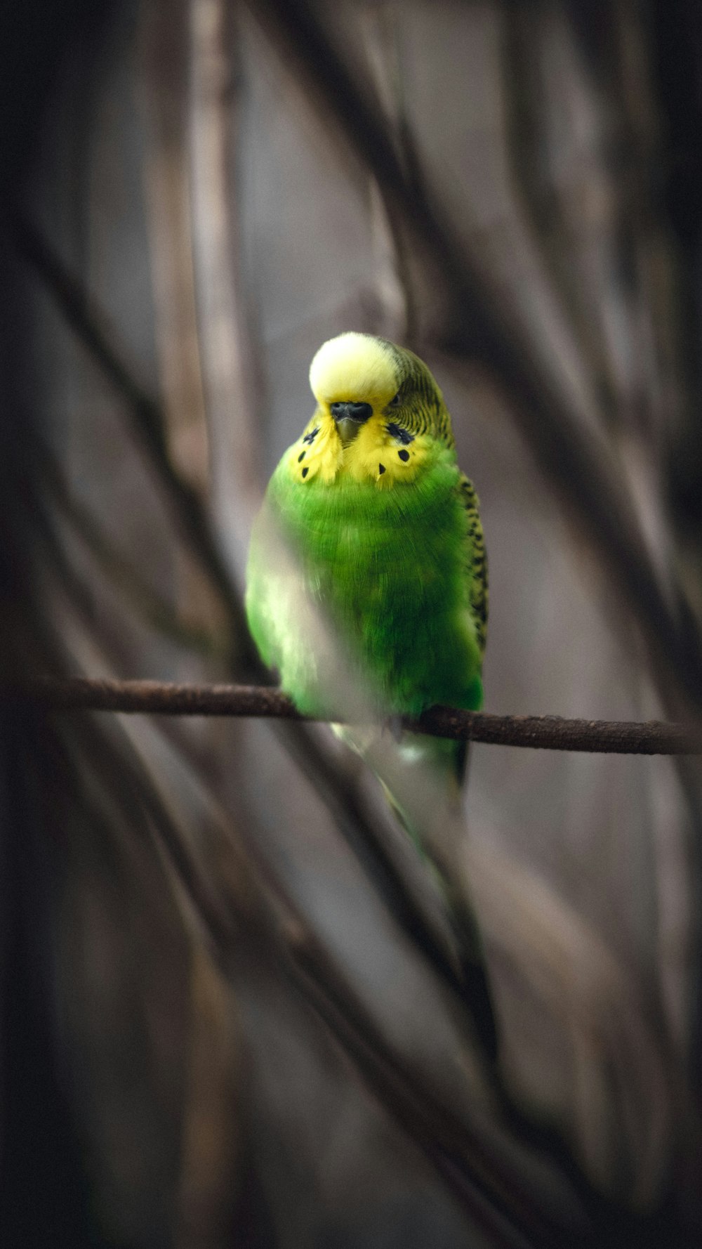 pájaro verde y blanco en la rama marrón del árbol