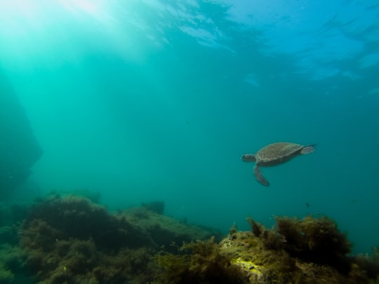 brown turtle on body of water in Arraial do Cabo Brasil