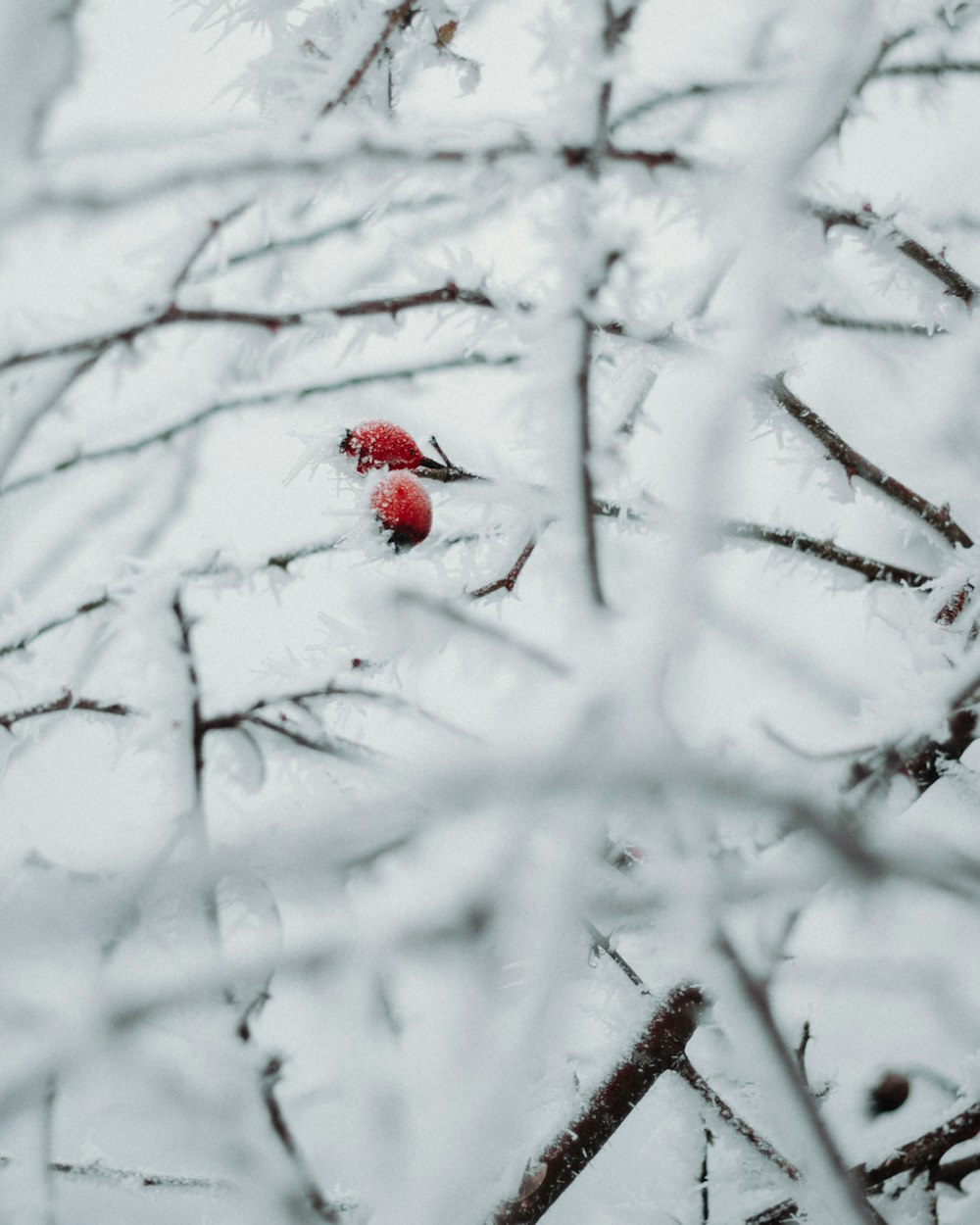 red rose on snow covered tree branch