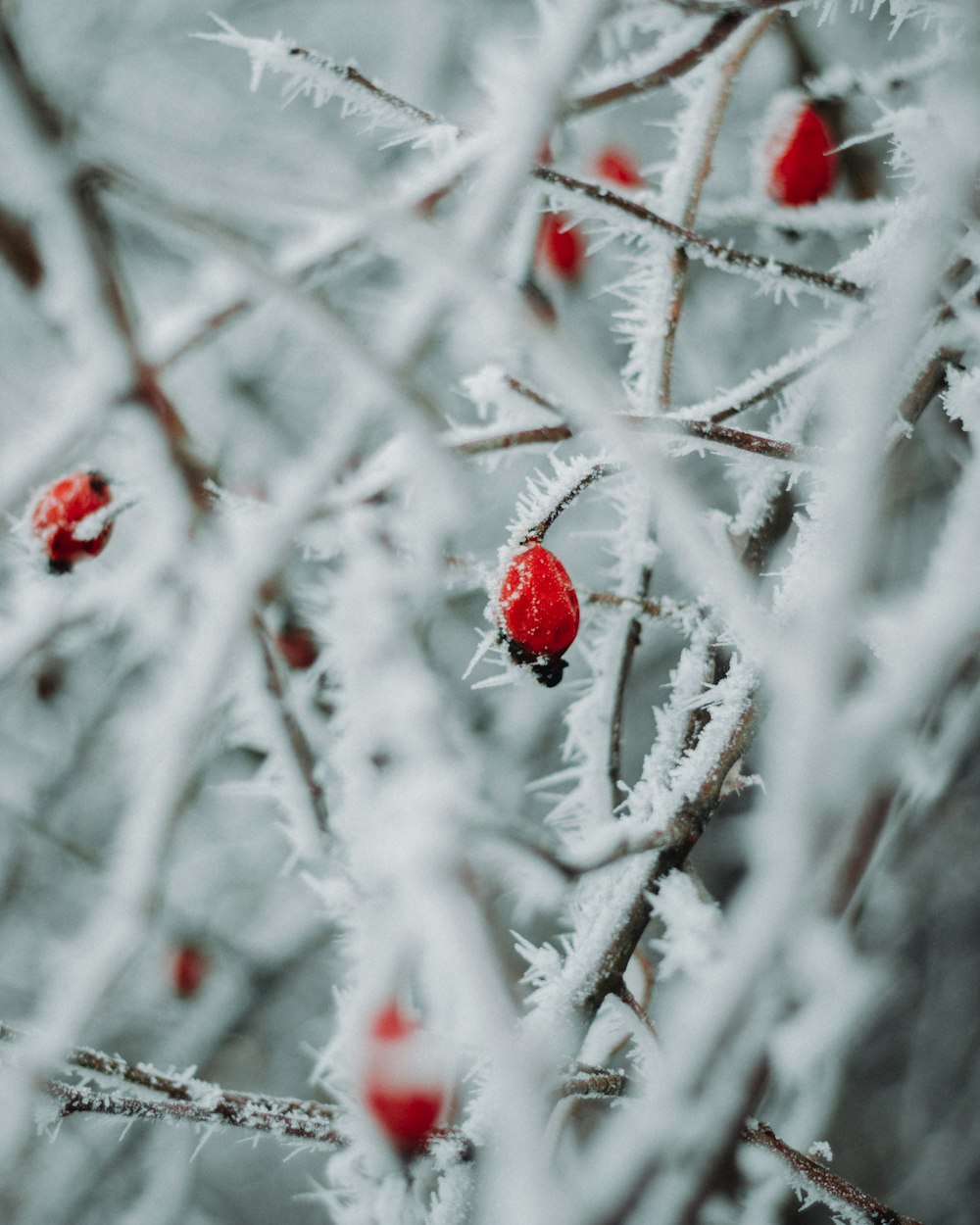 red ladybug on white snow covered tree during daytime