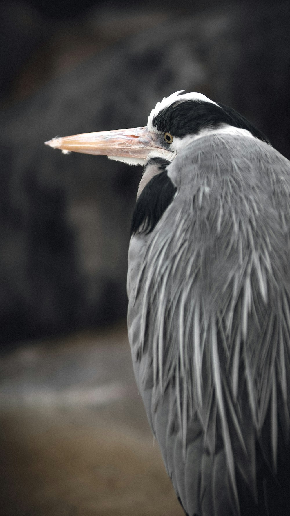 grey heron in close up photography