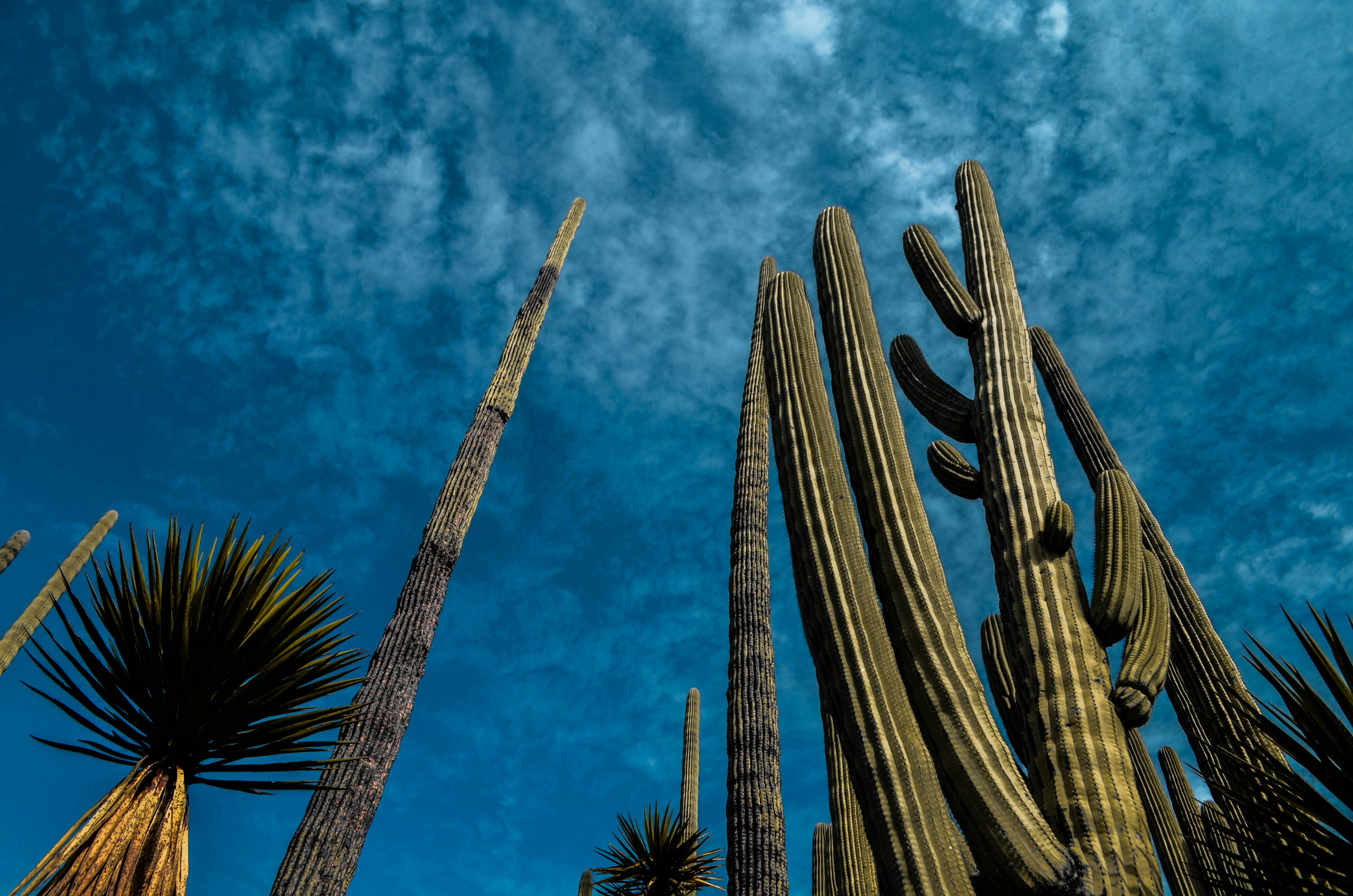 green cactus under blue sky during daytime