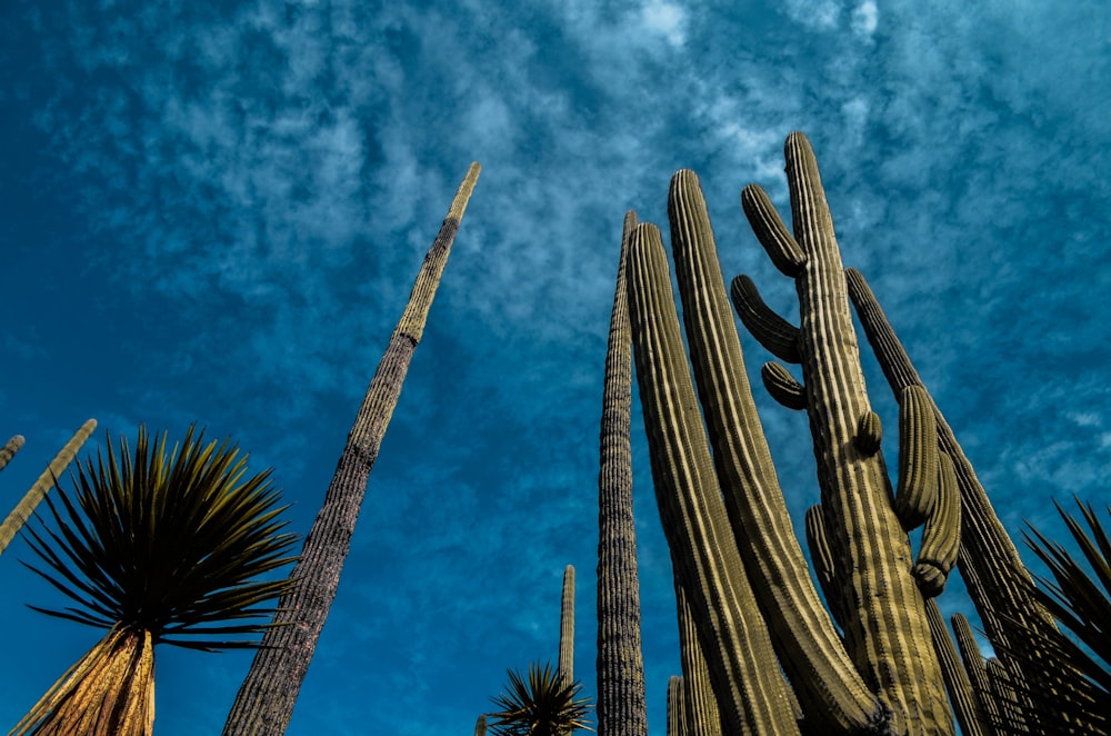 grüner Kaktus unter blauem Himmel tagsüber