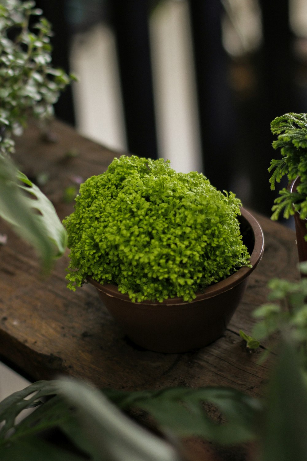 green plant on brown clay pot