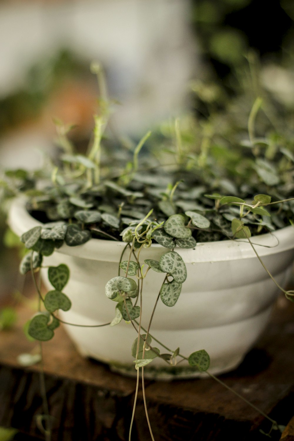 green plant on white ceramic pot