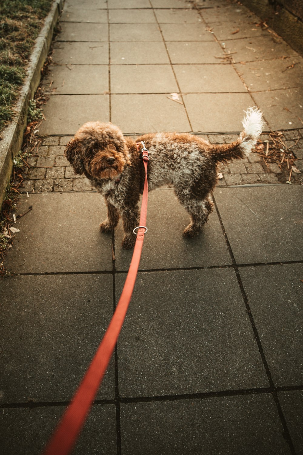 Brauner und schwarzer langhaariger kleiner Hund mit roter Leine läuft auf grauem Betonpflaster