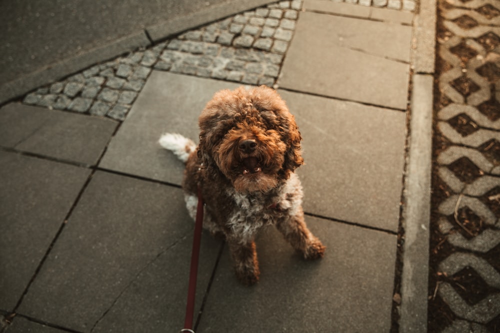 brown long coated small dog on gray concrete pavement