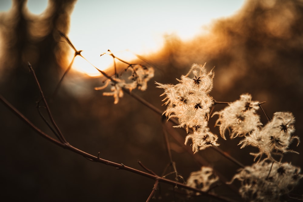 white flower on brown stem