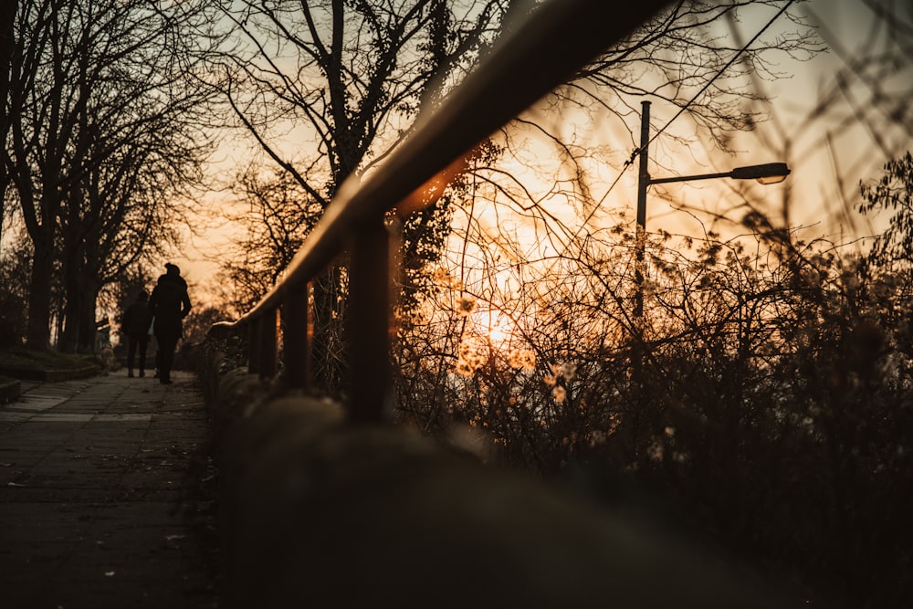 silhouette of person walking on pathway between bare trees during sunset