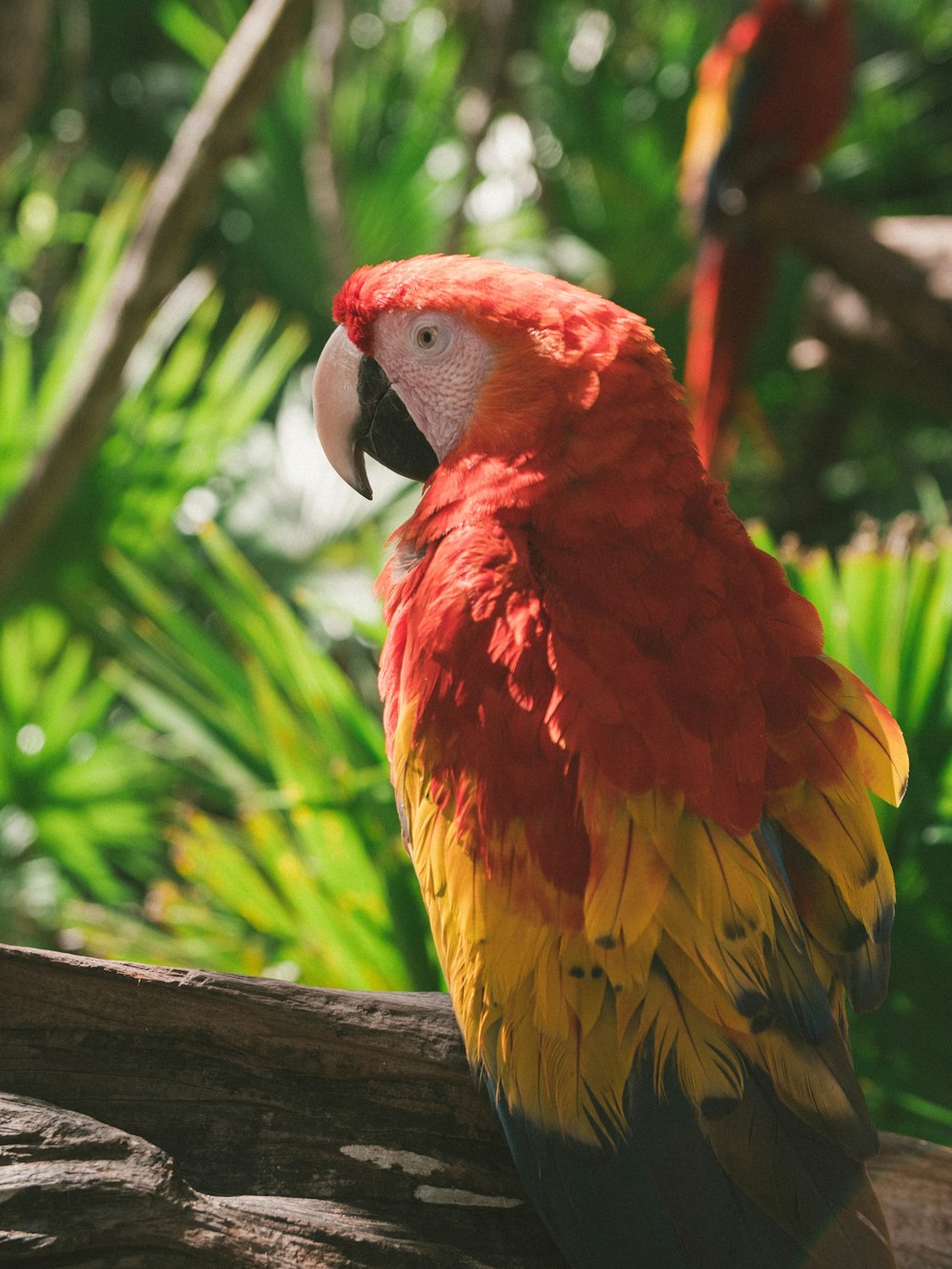 red yellow and green parrot on brown wooden branch