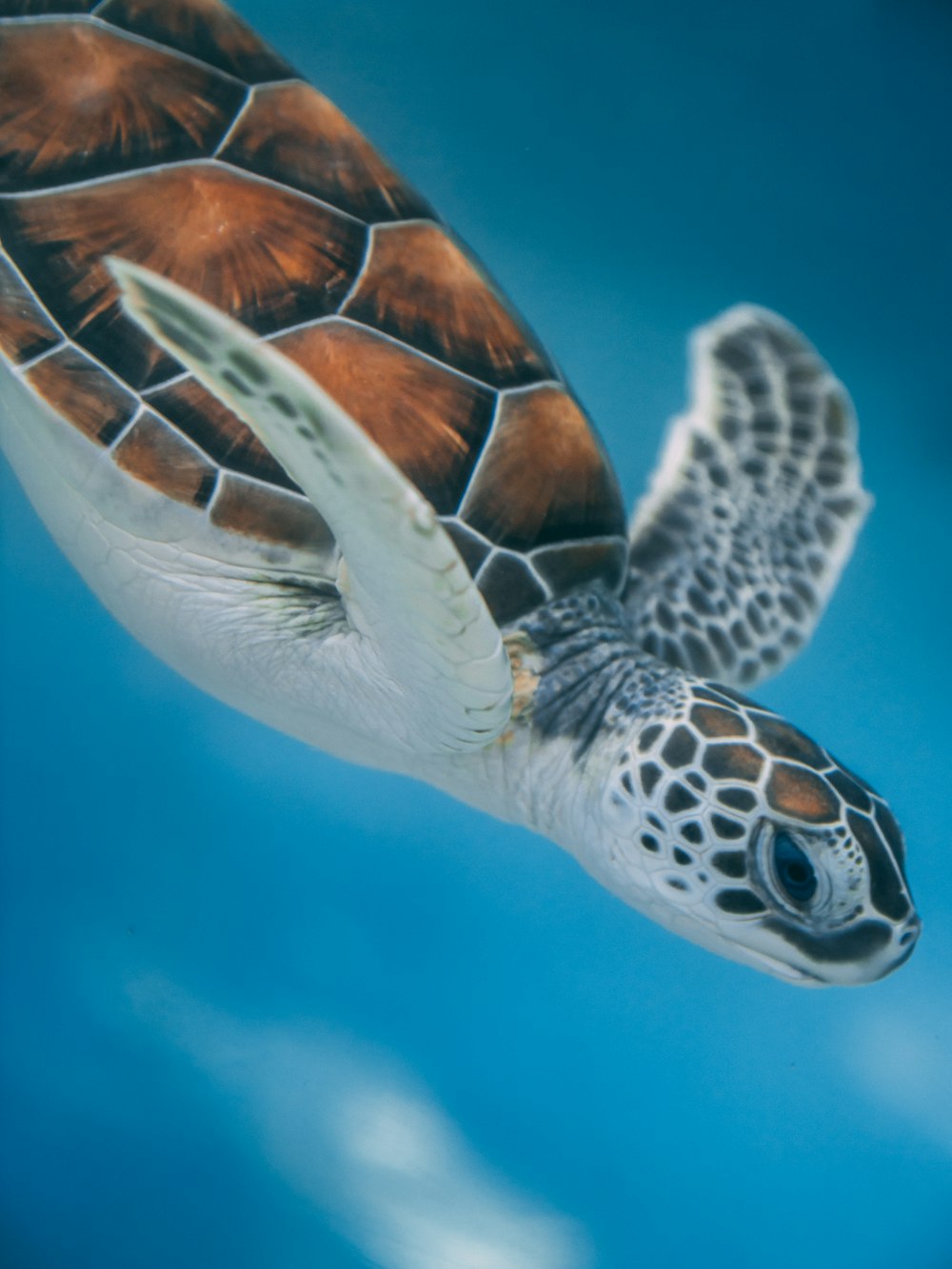 Braune und weiße Schildkröte im Wasser