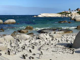 flock of black and white penguins on white sand beach during daytime