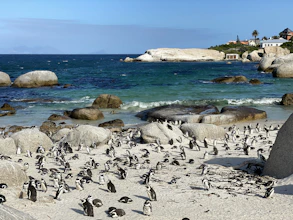 flock of black and white penguins on white sand beach during daytime