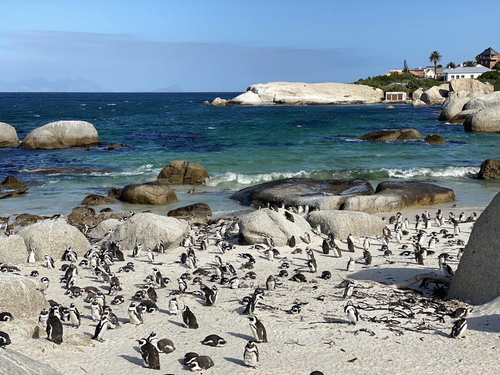 昼間の白い砂浜の黒ペンギンと白ペンギンの群れ