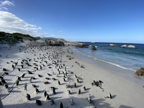 flock of penguins on beach during daytime