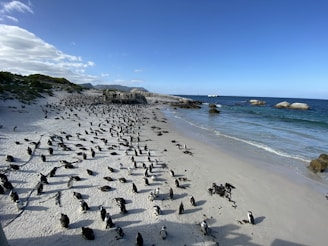 flock of penguins on beach during daytime