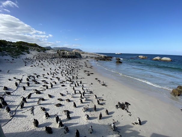 flock of penguins on beach during daytime