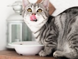 silver tabby cat in white ceramic bowl