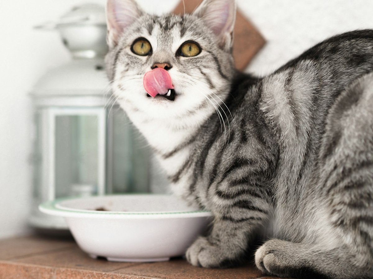 Gato atigrado gris comiendo de un cuenco blanco de cerámica