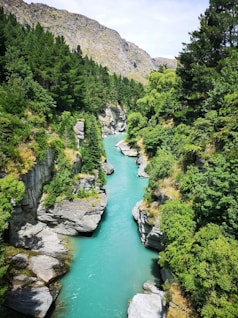 river between green trees during daytime