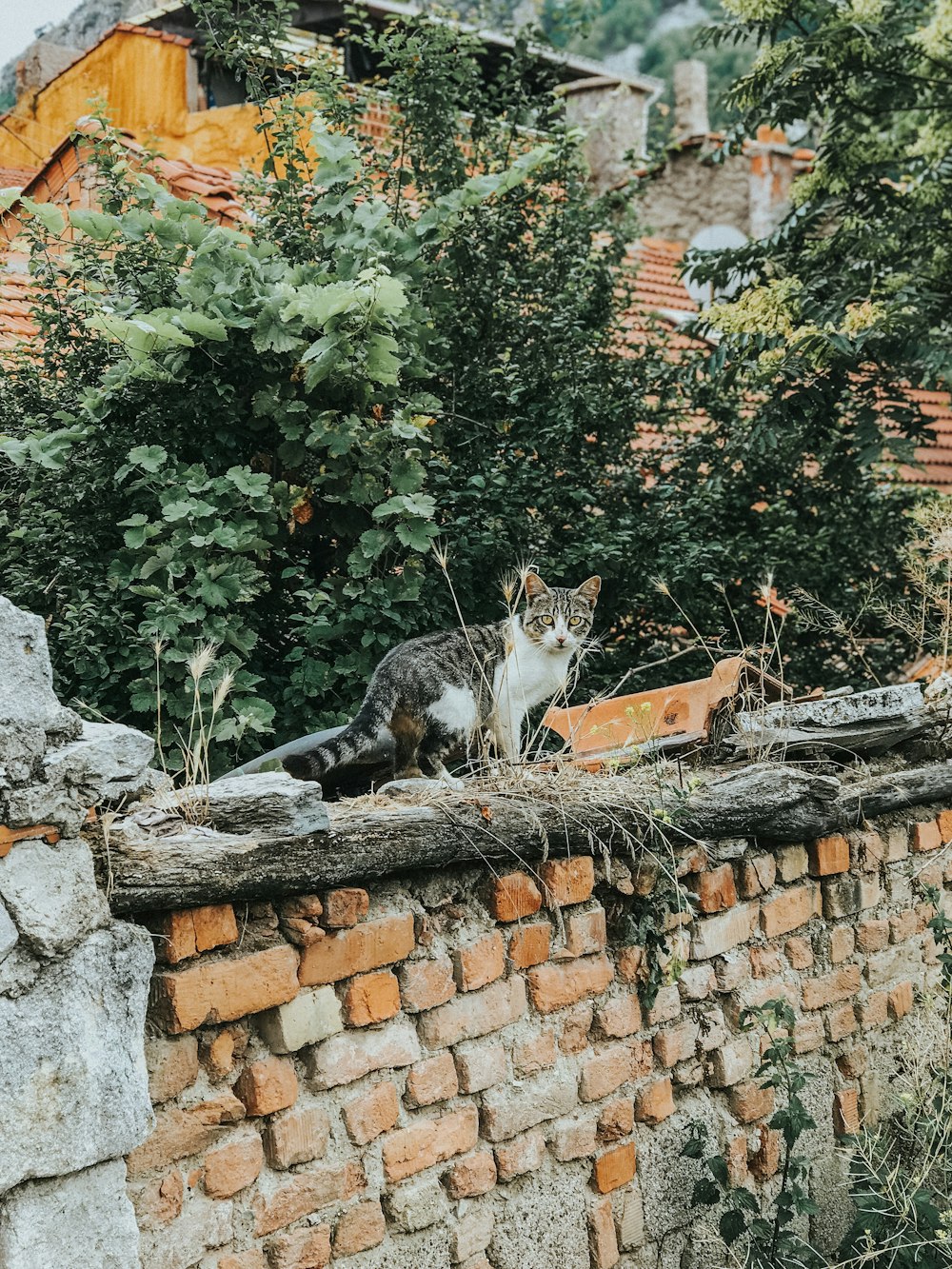 chat calicot sur mur de briques brunes